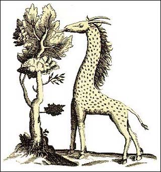 A cameleopard, also known as a giraffe.